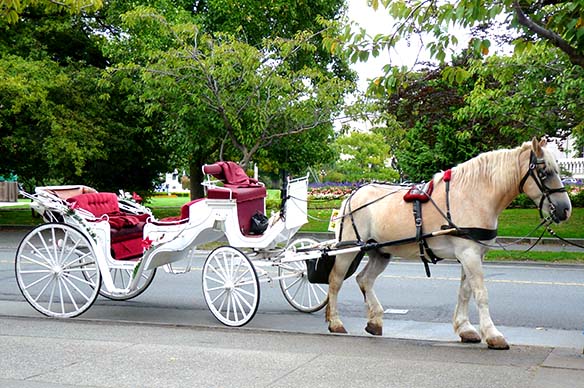 Carriage Rides, Brockamour Manor | Ontario-on-the-Lake, Canada